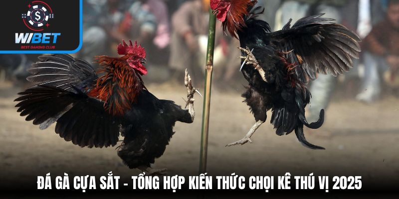 Đá gà cựa sắt