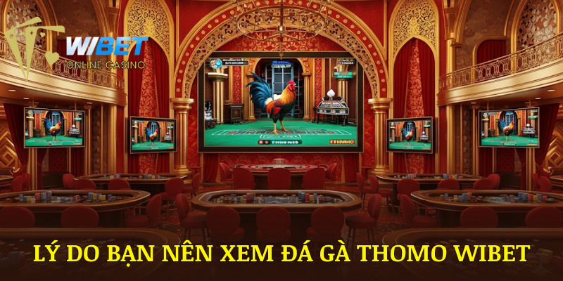 Lý do vì sao bạn nên chọn xem đá gà Thomo trên nền tảng