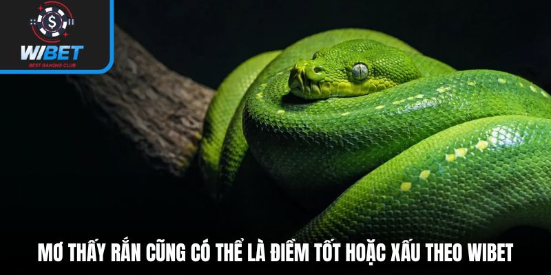 Mơ thấy rắn cũng có thể là điềm tốt hoặc xấu theo WIBET