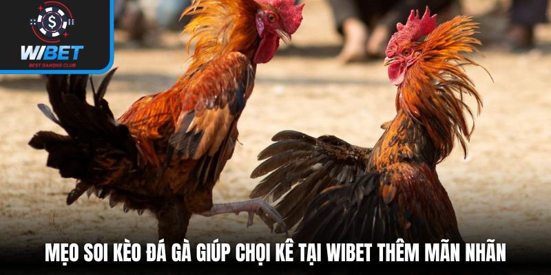 Mẹo soi kèo đá gà giúp chọi kê tại WIBET thêm mãn nhãn