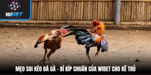Mẹo soi kèo đá gà